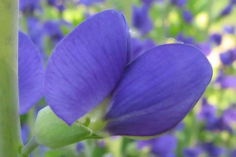 Blue Wild Indigo Flower