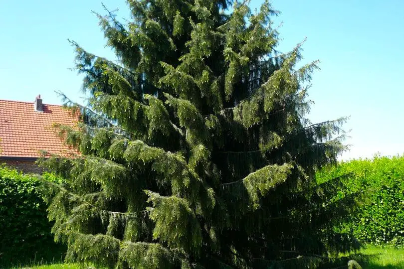 Brewer Spruce Tree