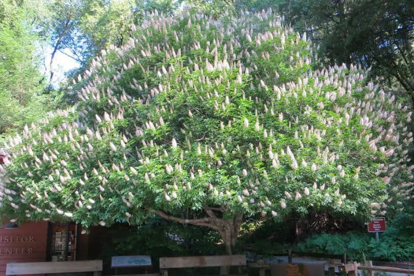 California Buckeye