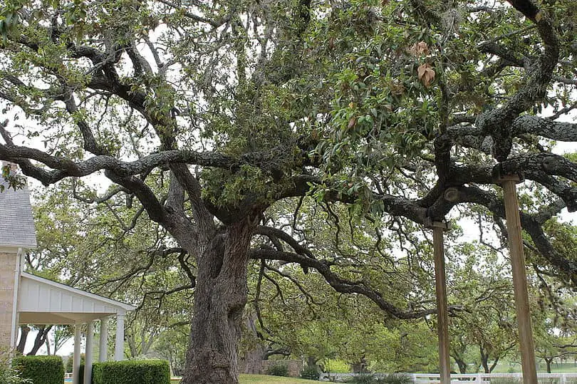 Canyon Live Oak Tree