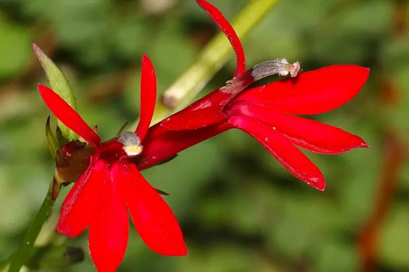 Cardnial Flower