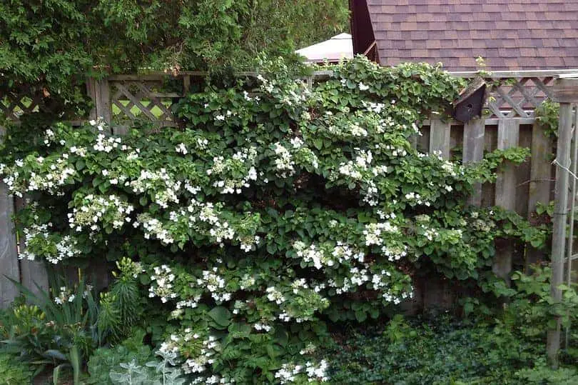 Climbing Hydrangea Plant