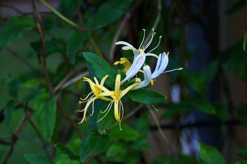 Coral Honeysuckle Plant