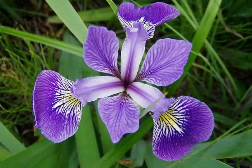 Dwarf Crested Iris Flower