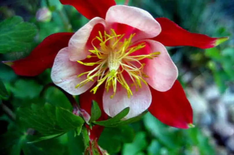 Eastern Red Columbine Flower
