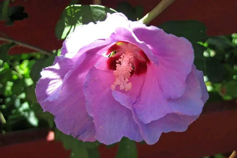 Eastern Rose-mallow Flower