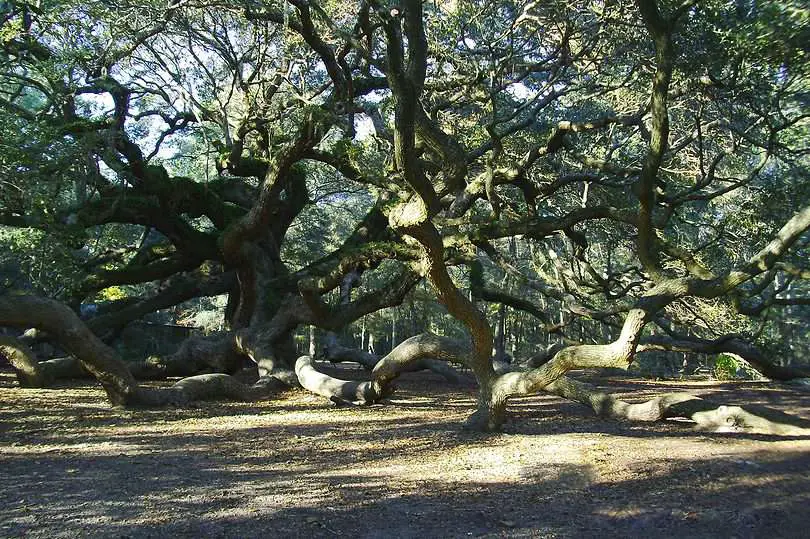 Engelmann Oak Tree