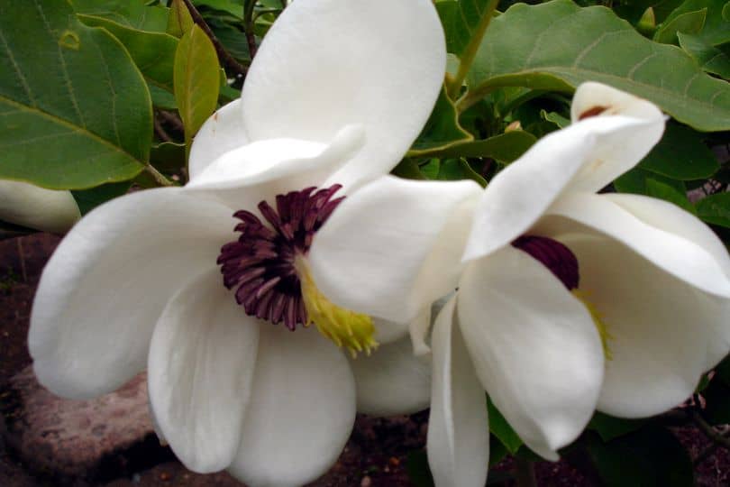 Fraser Magnolia Tree