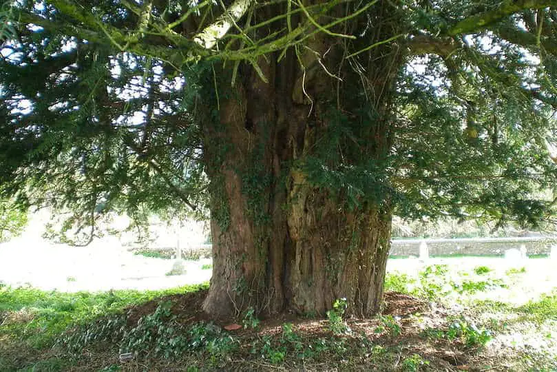 Gowen Cypress Tree