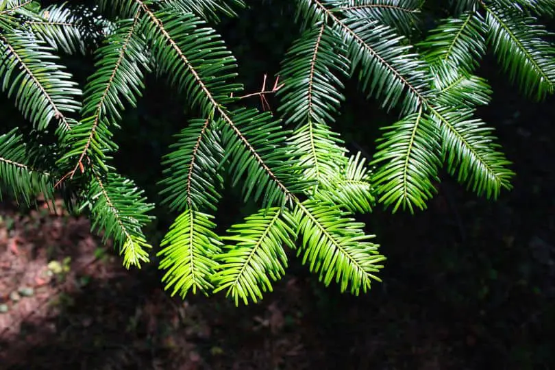 Grand Fir Tree