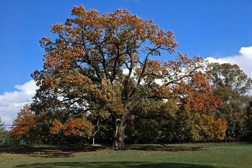 Huckleberry Oak Tree