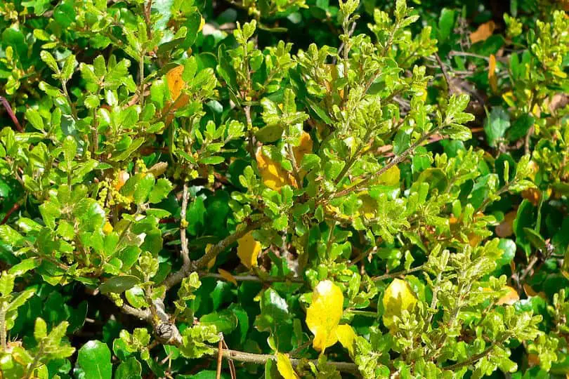 Island Scrub Oak Tree