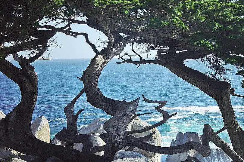 Monterey Cypress Tree