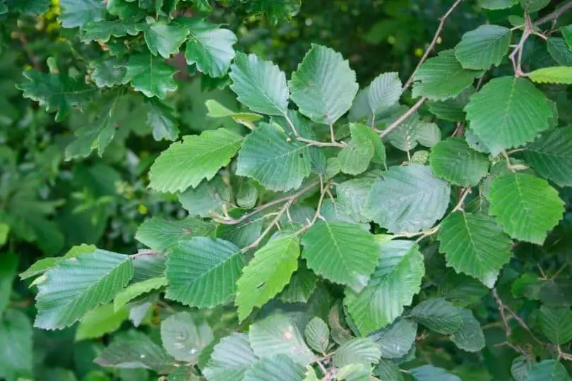 Mountain Alder Tree Leaves