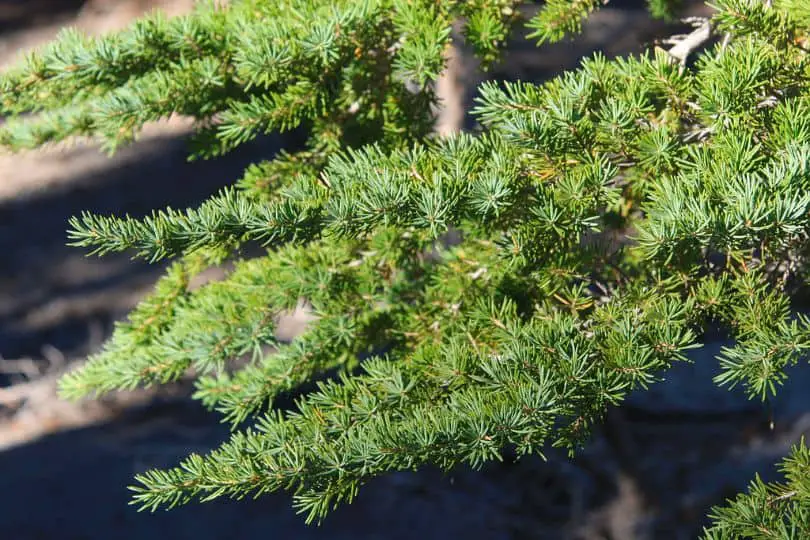 Mountain Hemlock Tree