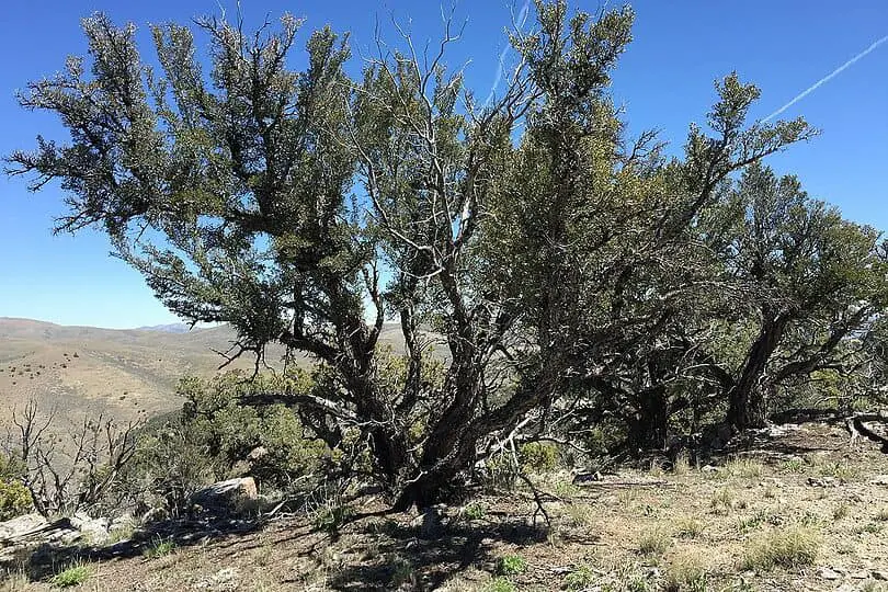 Mountain Mahogany Tree