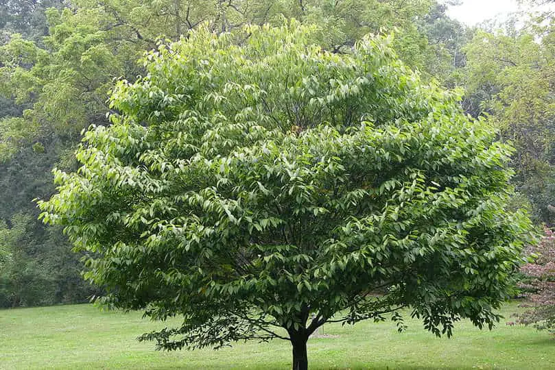 Mountain Maple Tree