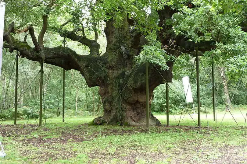 Muller Oak Tree