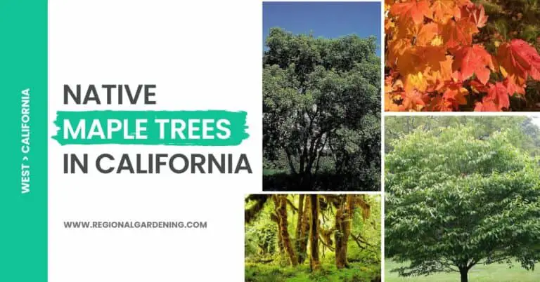 Native Maple Trees In California: 4 Types To Know
