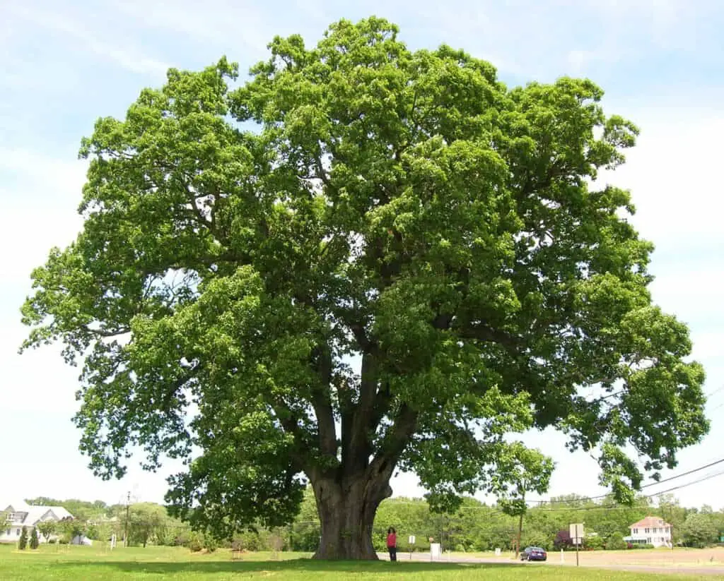 Oregon White Oak