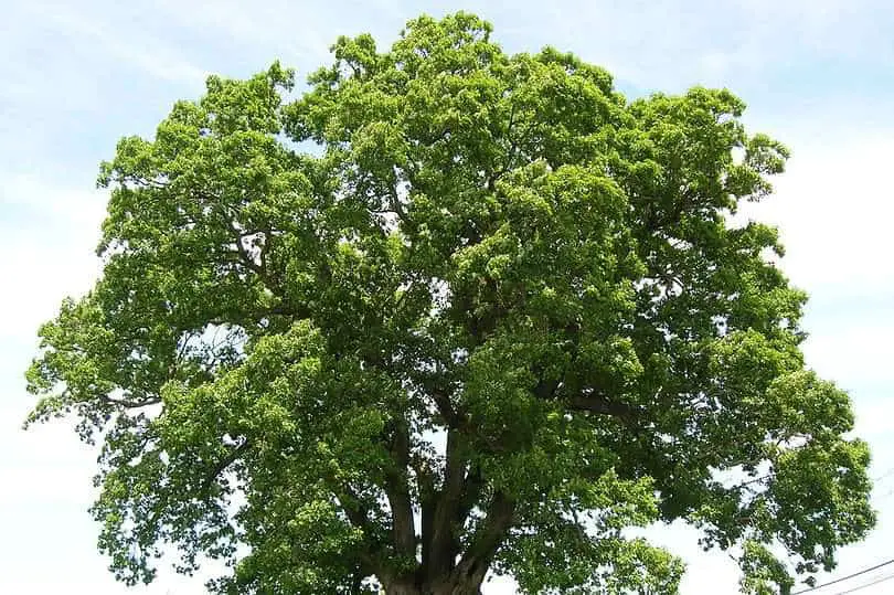 Oregon White Oak Tree