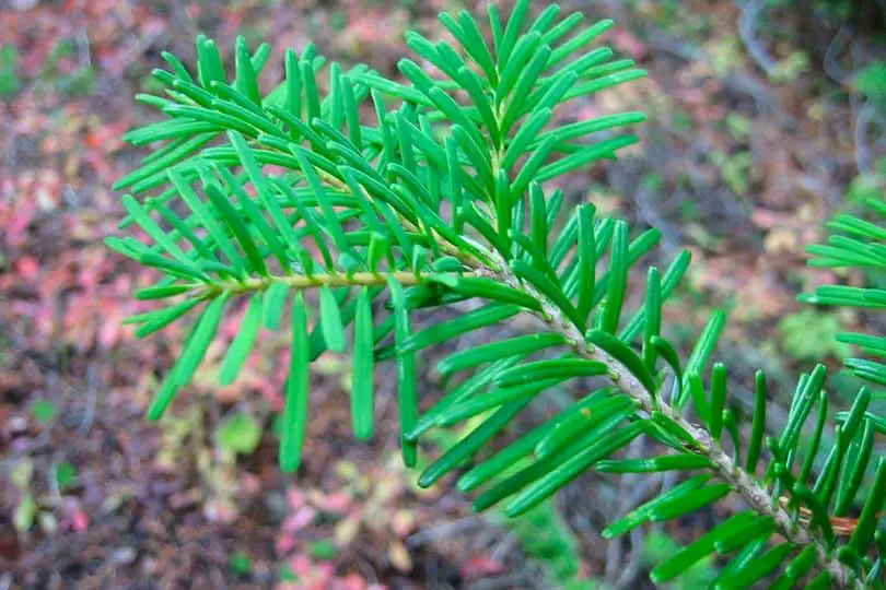 Pacific Silver Fir Tree