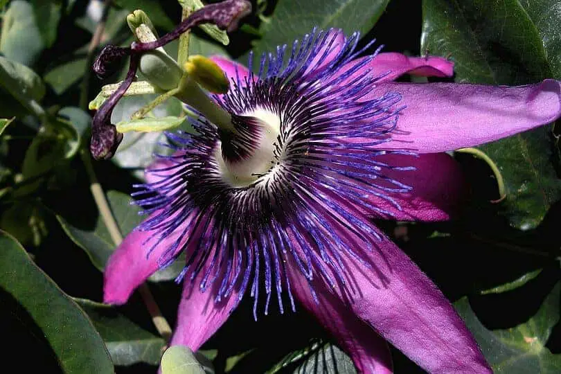 Purple Passionvine Plant