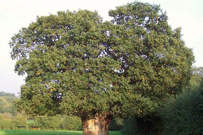 Sadler Oak Tree