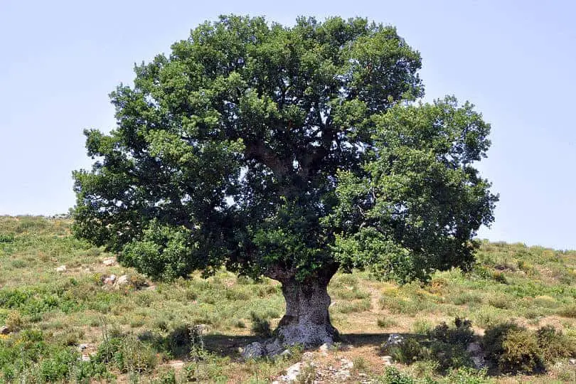 Scrub Oak Tree