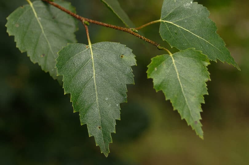 Silver Birch Leaves