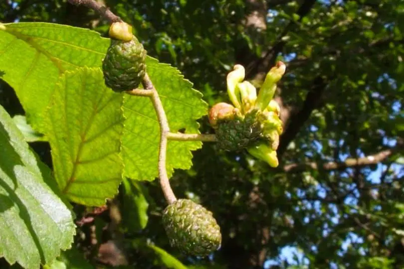 Sitka Alder Tree