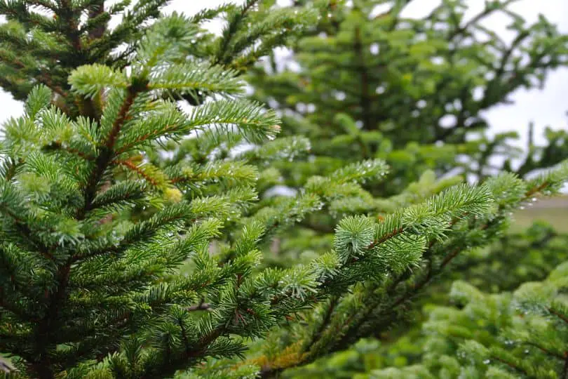 Sitka Spruce Tree