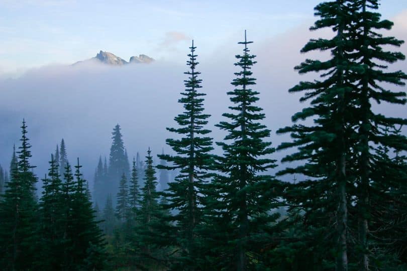 Subalpine Fir Tree