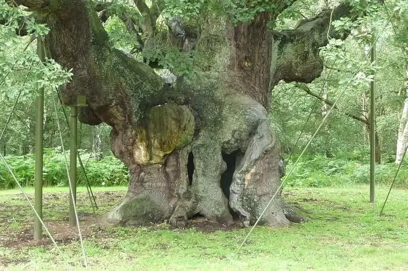 Tucker Oak Tree