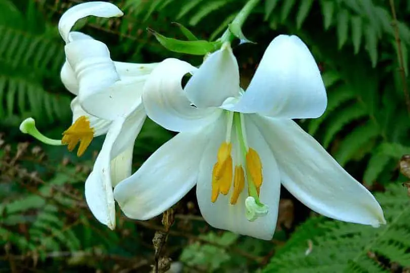 Turks-cap Lily Flower