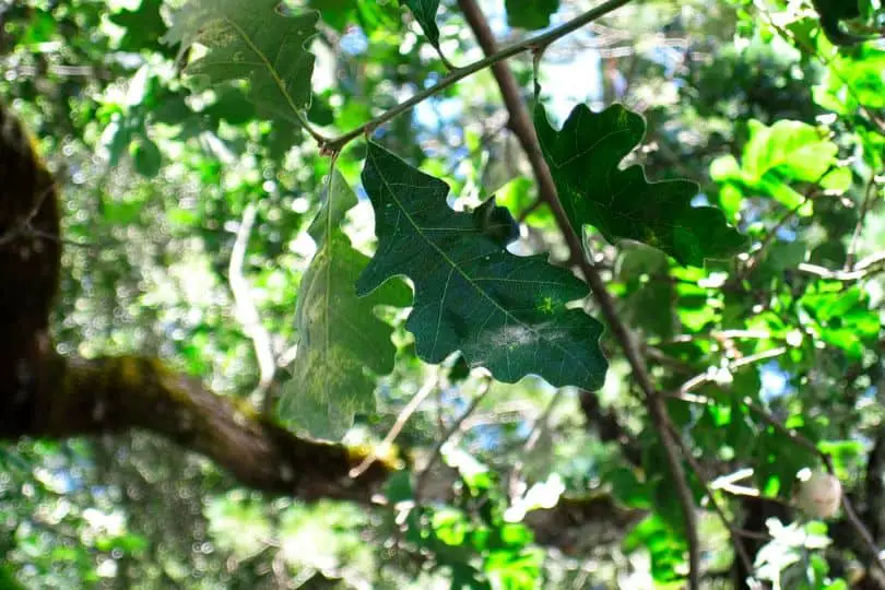 Valley Oak Tree