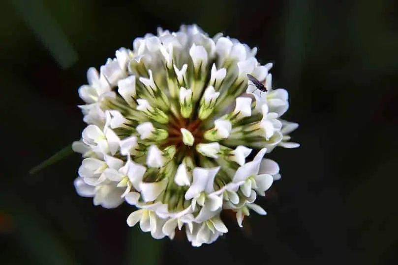 Virginia Bluebell Flower