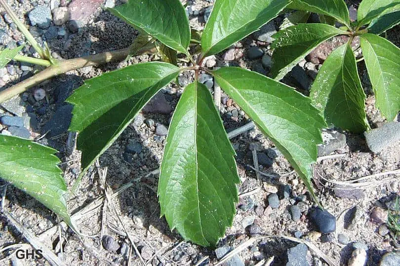 Virginia Creeper Plant