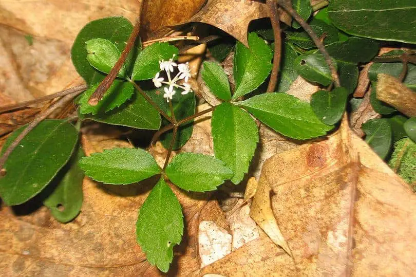 Virgins Bower Plant