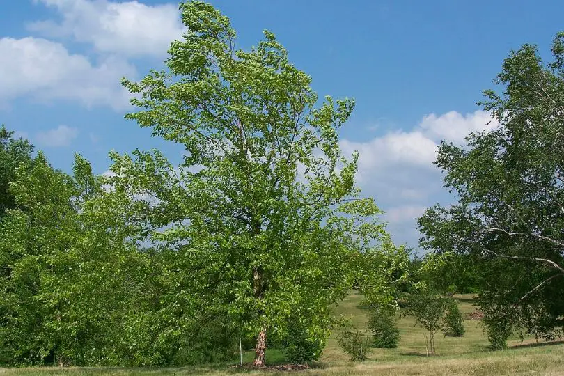 Water Birch Tree