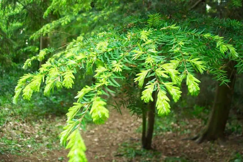 Western Hemlock Tree