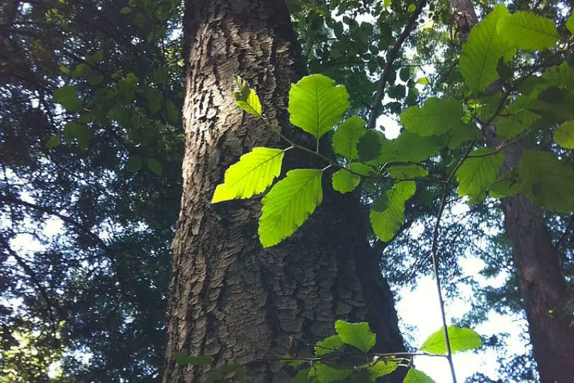 White Alder Tree