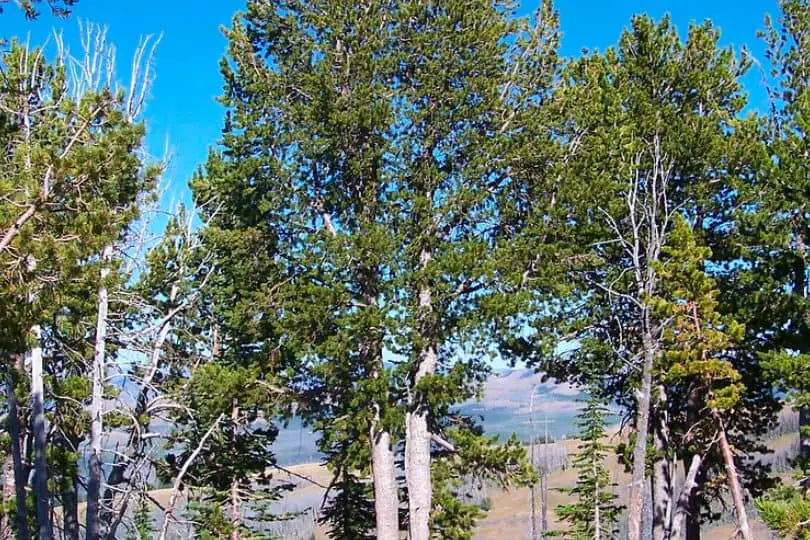 White Bark Pine