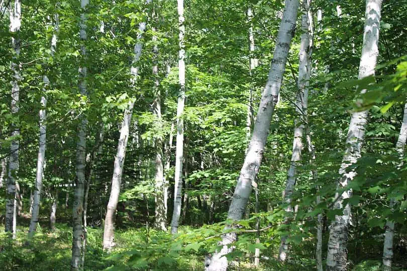 White Birch Tree