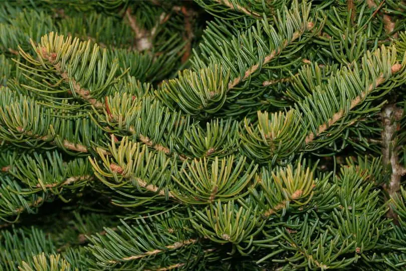 White Fir Tree