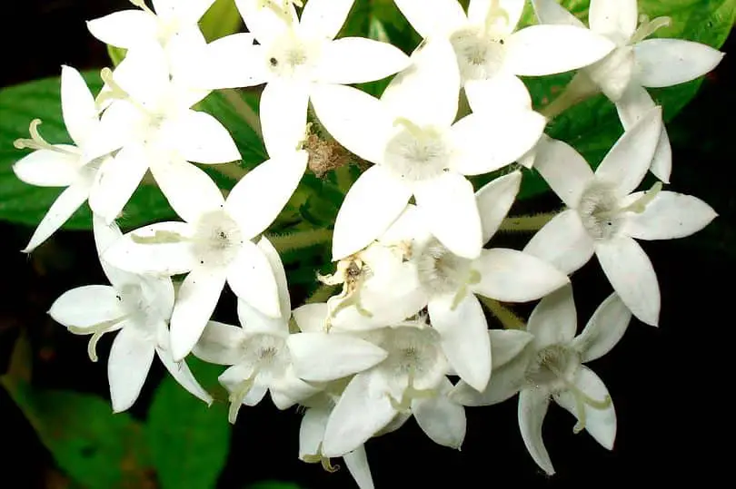 White Turtlehead Flower