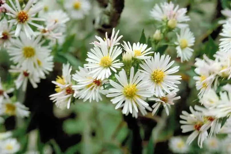White Wood Aster Flower