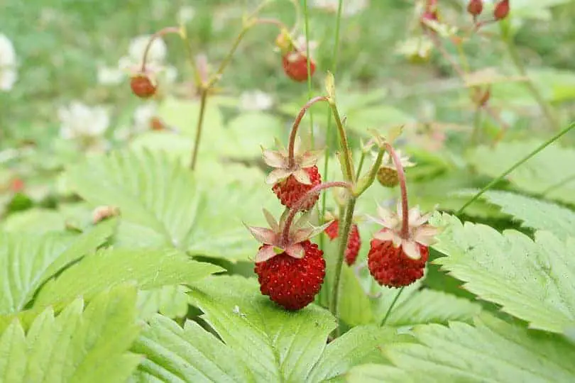 Wild Strawberry Flower