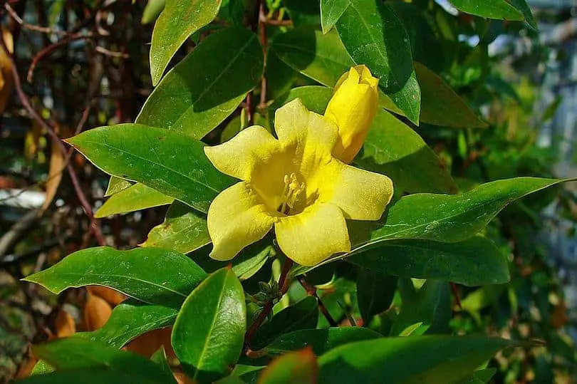 Yellow Jessamine Plant