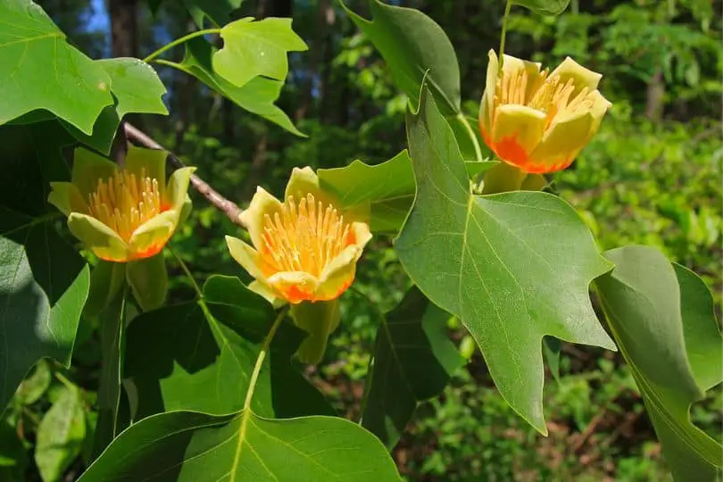 Yellow Poplar Flowers